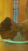 Zepps' yellow MoonBeasts displayed on a rotating base